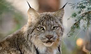 Image result for Lancashire Lynx