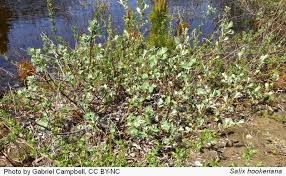 Attēlu rezultāti vaicājumam “Salix x doniana flower”