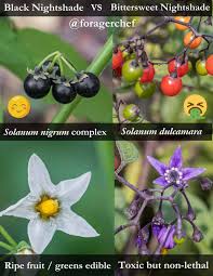 Attēlu rezultāti vaicājumam “Solanum dulcamara fruit”