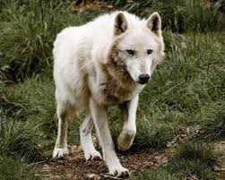 Image result for Westgate Wolves A.R.L.F.C.