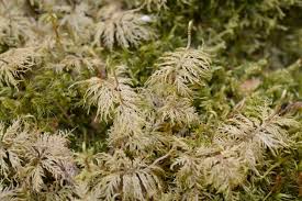 Attēlu rezultāti vaicājumam “Hylocomium splendens sporophyte”