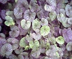 Attēlu rezultāti vaicājumam “Viola odorata bud”