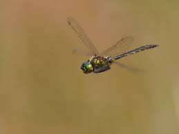 Attēlu rezultāti vaicājumam “Somatochlora flavomaculata”