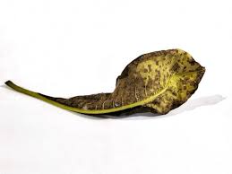 Attēlu rezultāti vaicājumam “Coleosporium sp.”