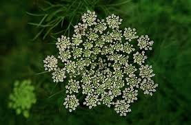 Attēlu rezultāti vaicājumam “Cicuta virosa leaf”