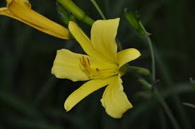 Attēlu rezultāti vaicājumam “Hemerocallis lilioasphodelus”