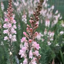 Image result for Linaria purpurea