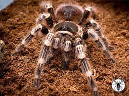 Znalezione obrazy dla zapytania geniculata