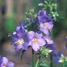 Attēlu rezultāti vaicājumam “Polemonium caeruleum leaf”