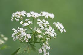 Attēlu rezultāti vaicājumam “Berula erecta”
