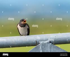 Attēlu rezultāti vaicājumam “Hirundo rustica juvenile”