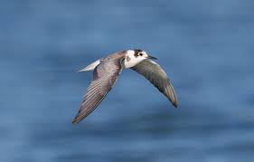 Attēlu rezultāti vaicājumam “Chlidonias niger”