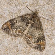 Attēlu rezultāti vaicājumam “Dysstroma truncata”