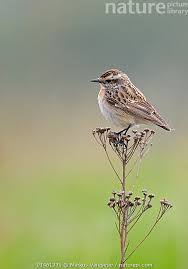 Attēlu rezultāti vaicājumam “Saxicola rubetra juvenile”