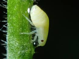 Attēlu rezultāti vaicājumam “Philaenus spumarius”