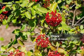 Attēlu rezultāti vaicājumam “Atriplex patula fruit”