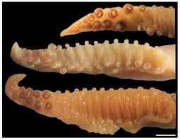 Attēlu rezultāti vaicājumam “Cephalozia bicuspidata sporophyte”