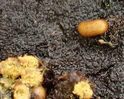 Attēlu rezultāti vaicājumam “Trichia contorta”