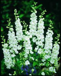 Image result for Delphinium consolida