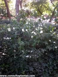 Attēlu rezultāti vaicājumam “Philadelphus coronarius leaf”