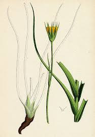 Image result for Tragopogon pratensis