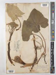 Attēlu rezultāti vaicājumam “Petasites spurius”