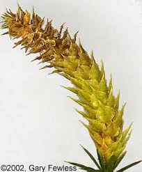 Attēlu rezultāti vaicājumam “Lycopodium annotinum”