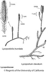Attēlu rezultāti vaicājumam “Lycopodiaceae”