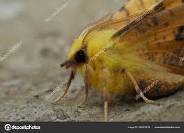 Attēlu rezultāti vaicājumam “Ennomos alniaria”