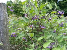 Attēlu rezultāti vaicājumam “Solanum dulcamara flower”