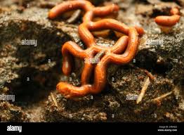 Attēlu rezultāti vaicājumam “Hemitrichia serpula macro”