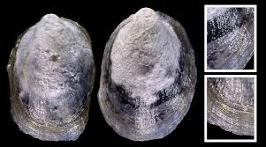 Attēlu rezultāti vaicājumam “Ancylus fluviatilis”