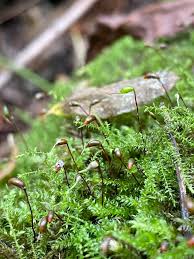 Attēlu rezultāti vaicājumam “Brachythecium rutabulum sporophyte”