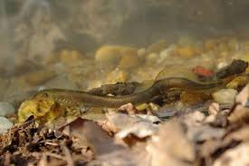 Attēlu rezultāti vaicājumam “Lampetra planeri”