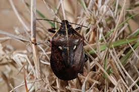 Attēlu rezultāti vaicājumam “Jalla dumosa”