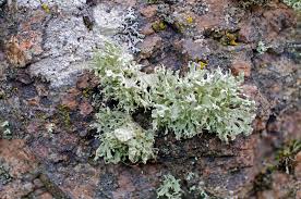 Attēlu rezultāti vaicājumam “Ramalina pollinaria”