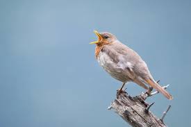 Image result for Turdus ruficollis