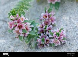 Attēlu rezultāti vaicājumam “Glaux maritima flower”