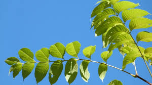 Attēlu rezultāti vaicājumam “Phellodendron amurense”