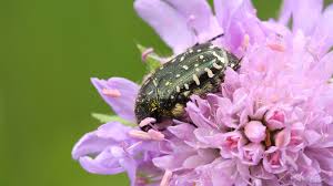 Attēlu rezultāti vaicājumam “Oxythyrea funesta imago”