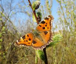 Attēlu rezultāti vaicājumam “Nymphalis xanthomelas”