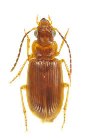 Attēlu rezultāti vaicājumam “Acupalpus flavicollis”