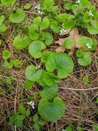 Attēlu rezultāti vaicājumam “Viola collina leaf”