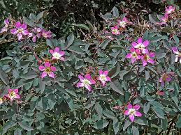 Attēlu rezultāti vaicājumam “Rosa glauca”