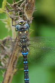 Attēlu rezultāti vaicājumam “Aeshnidae”