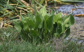 Attēlu rezultāti vaicājumam “Alisma plantago-aquatica”