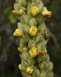Attēlu rezultāti vaicājumam “Verbascum thapsus bud”