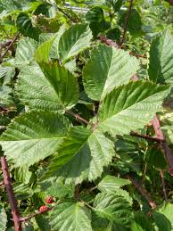 Attēlu rezultāti vaicājumam “Rubus plicatus”