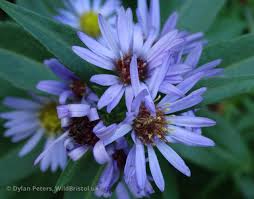 Attēlu rezultāti vaicājumam “Symphyotrichum x salignum”