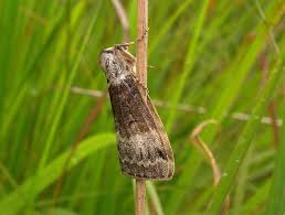 Attēlu rezultāti vaicājumam “Tetheella fluctuosa”